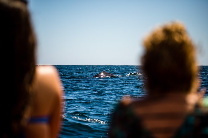 Whale Watching - Booking and Scheduling