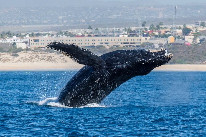 Whale Watching by Zodiac in Cabo San Lucas With Photos Included - Whale Sightings and Activities