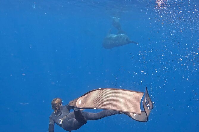 Whale Watching in Sao Tome & Principe - Tips for an Enjoyable Trip