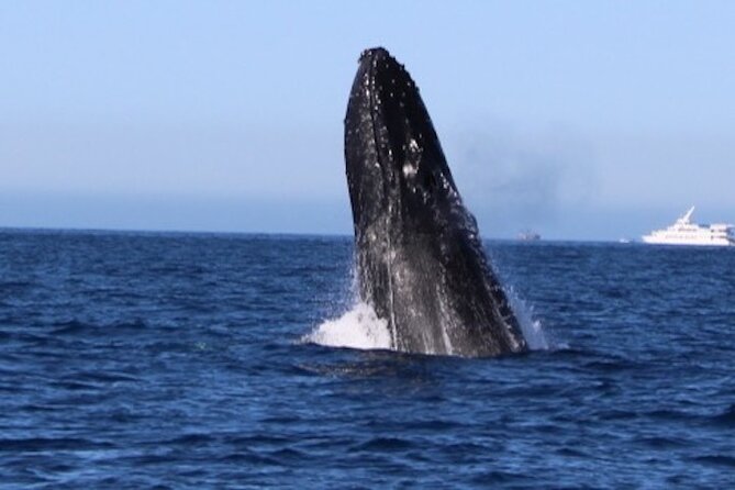 Whale Watching Kelly - Frequently Asked Questions