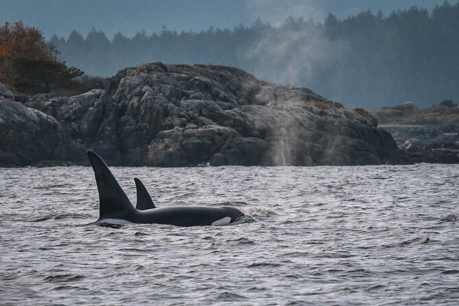 Whale Watching Nanaimo Open Boat Tour - Traveler Reviews and Highlights