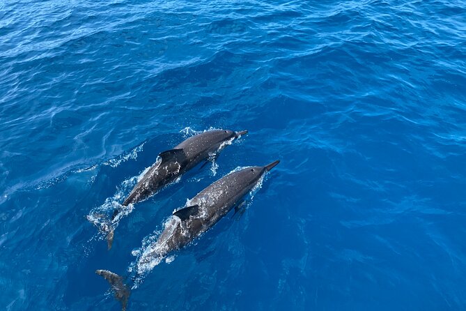 Whale Watching on Big Island - Notable Sightings