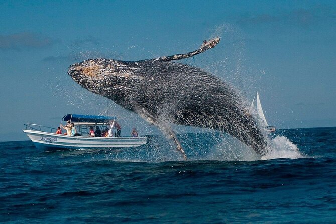 Whale Watching & Samana Bacardi Island - Whale Watching Highlights