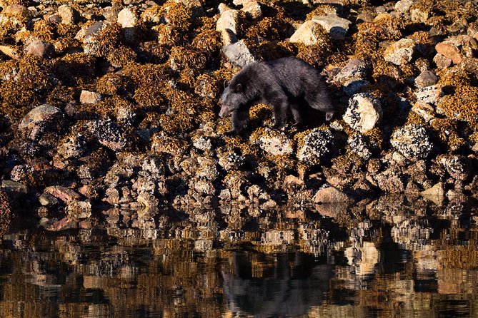 Whale Watching & Sightseeing Tour in Ucluelet, Vancouver Island - Scenic Vancouver Island