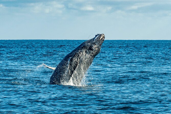 Whale Watching & Snorkeling Combo in Los Cabos With Photos Included - Vibrant Underwater Exploration