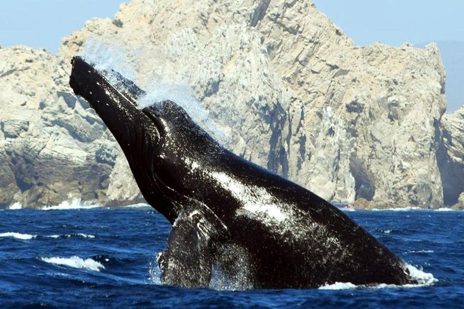 Whale Watching With Hydrophones! Hear the Whales! - Customer Experiences