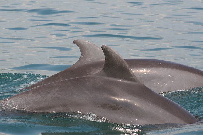 Wild Dolphins Encounter & Snorkeling - Personalized and Intimate Encounters