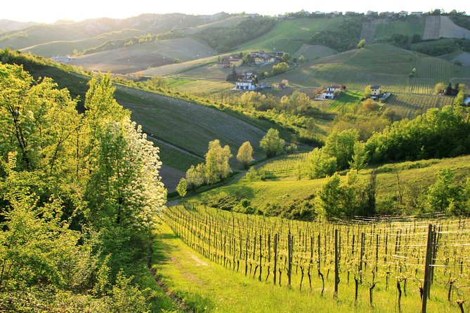 Wine Experience Bologna Hills - Food and Local Cuisine