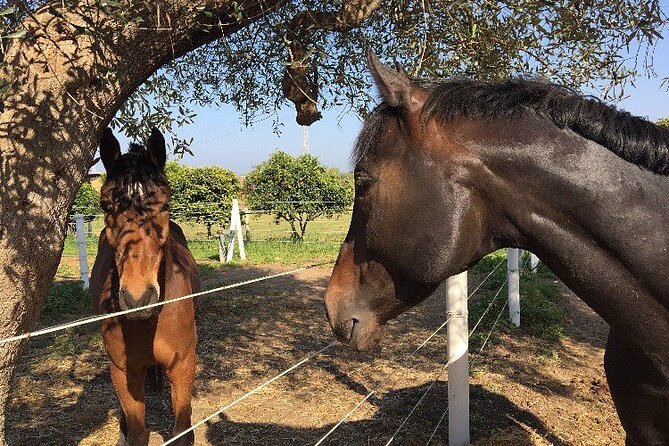 Wine Tasting Experience in the Apulian Countryside - Traveler Feedback and Ratings