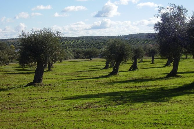 WINE WORLD EXPERIENCE From Albufeira - Pickup and Transportation Details