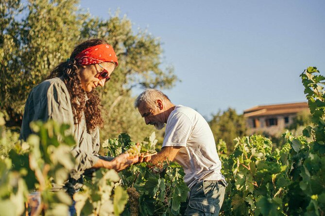 Winery Tour and Tasting in Zakynthos With the Winemaker - Exploring the Goumas Estate