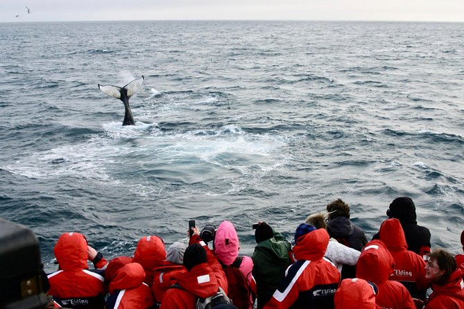 Winter Whale Watching & Northern Lights Cruise | Combo From Reykjavik - Child Safety