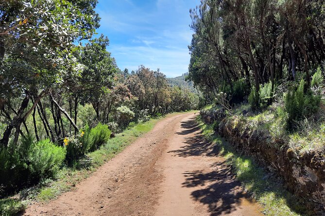 Wonderful Hike Through the Magic Forest of Tenerife - Discovering Local Traditions