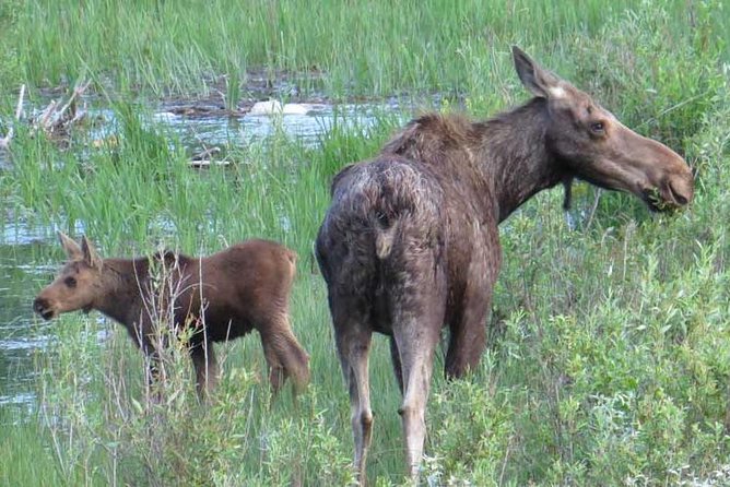 Yellowstone National Park - PRIVATE Full-Day Lower Loop Tour From Jackson Hole - Accessibility Features