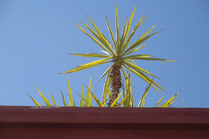Yoga and Wellness Half-Day in an Authentic Marrakech Riad - Rejuvenating Your Mind and Body