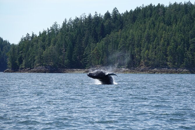 7-8 Hour Zodiac Whale Watching Tour - Good To Know