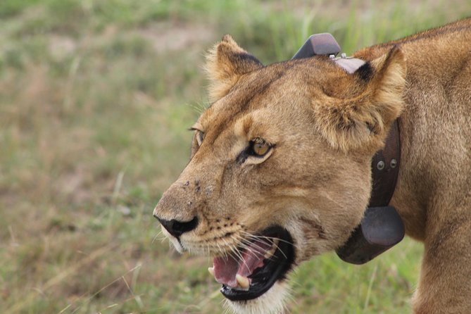7-Day Wildlife Adventure Safari - Good To Know