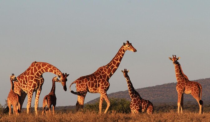 7 Days Safari to Aberdare N/P, Lake Nakuru N/P, Maasai Mara N/R, Amboseli N/P - Key Points
