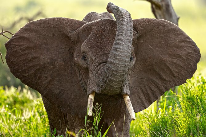 7 Days Tanzania Luxury Safari Experience & Coffee Walking Tour - Good To Know