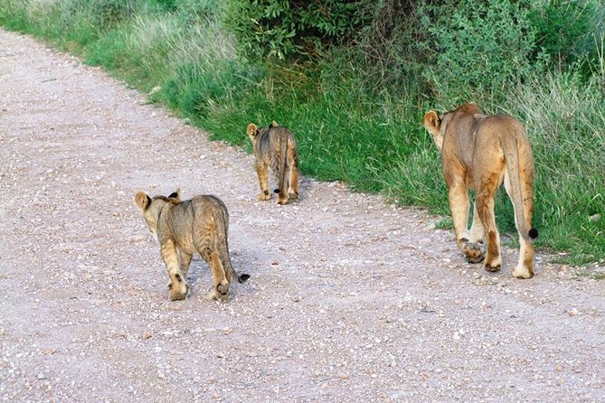 7 Days Tsavo East, Taita, Amboseli & Sanctuarysafari From Mombasa - Safari Itinerary Overview