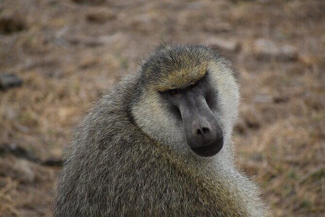 06 Days Kenya LuxuryLodge Safari - Frequently Asked Questions