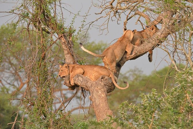 07-Days Murchison Falls, Queen Elizabeth & Gorillas Safari - Frequently Asked Questions