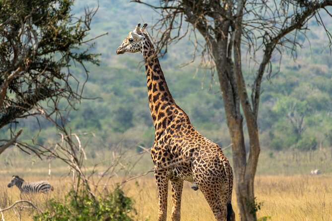 1 Day Akagera National Park Safari - Tips for a Great Experience