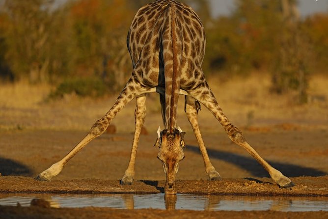 1 Day Moremi Game Drive Safari, Guided - Cancellation Terms