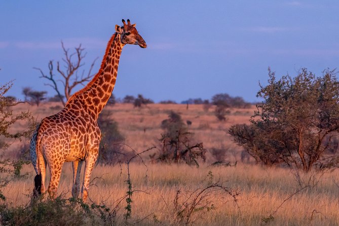 1 Day Photographic Wildlife Safari From Hazyview to Kruger Park - Customer Reviews