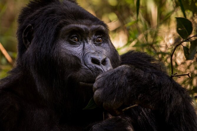 10-Days Uganda Gorillas and Chimpanzee Wildlife Discovery - Tour Provider and Reviews