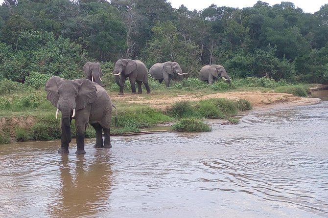 11 Days Uganda +Gorillas - Reviews and Testimonials