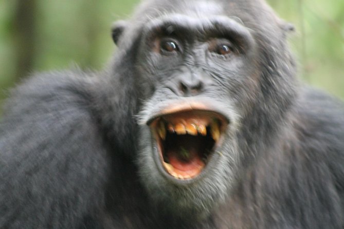 12-Day Pearl of Africa Wildlife and Adventure Highlights - Booking and Pricing Information