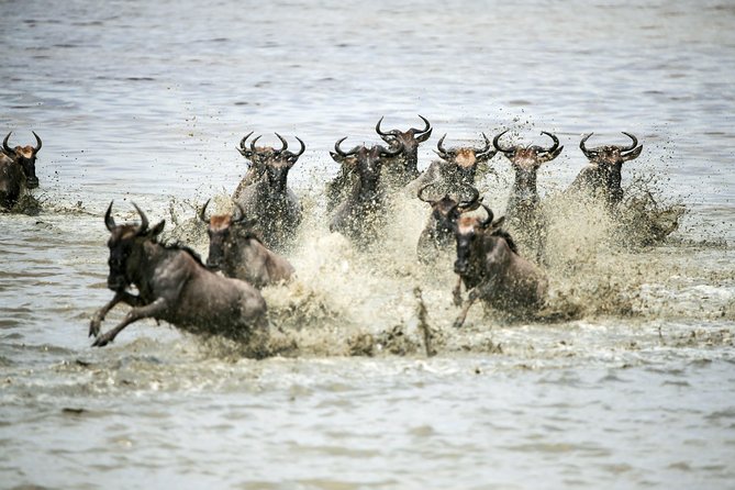 12 Days Best Of Kenya and Tanzania Safari - Luxury - Why Choose This Safari