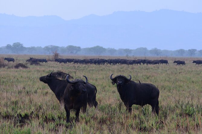13 Day Uganda Safari With Gorillas, Chimps & Tree Climbing Lions - Pricing and Cancellation Policy