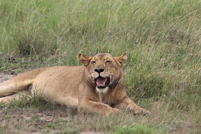 15-DAY Gorilla and Chimps Trekking, Big 5 and Nature Sighting Safari - Comfortable and Inclusive Safari