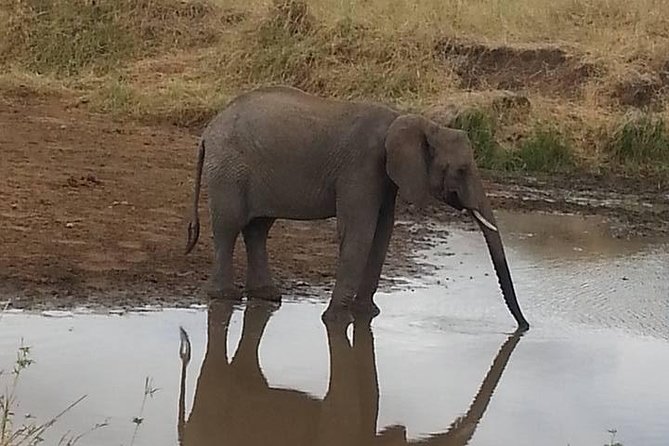2 Day Safari to Mikumi Departure From Zanzibar - Host Responses