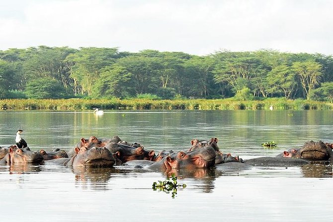 2 Day Tour Lake Nakuru, Hell S Gate & Lake Naivasha From Nairobi - What to Expect