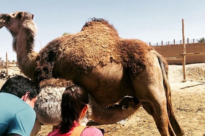 2 Days/1 Night Desert Tour From Fes and Back to Fes - What to Expect on the Tour