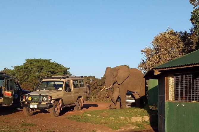 2 Days / 1 Night Join Group Safari - Experience Highlights