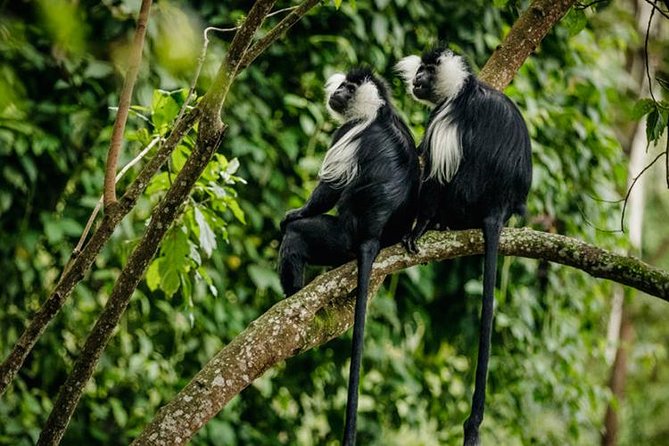 2 Days Chimpanzees Trekking Tour and Canopy Walk Adventure - Frequently Asked Questions