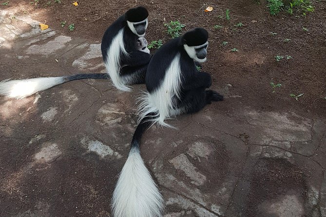 2 Days Ethiopian Rift Valley Lakes Tour From Addis Ababa - Frequently Asked Questions