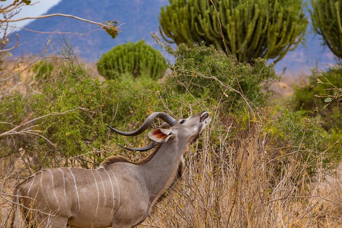 2 Days Mikumi Private Safari From Zanzibar With Accommodation - Frequently Asked Questions