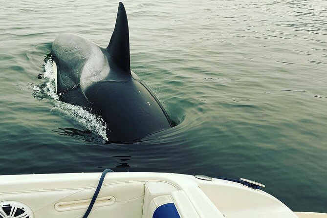 2 Hour Chartered Boat Tour From Deep Cove North Vancouver - Possible Sightings
