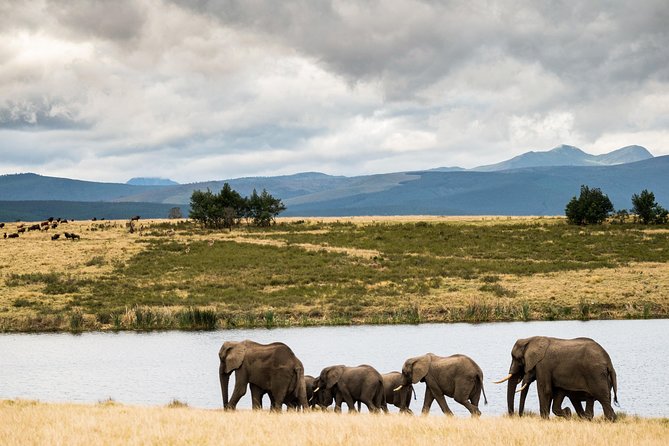 2-Hour Game Drive at the Plettenberg Bay Game Reserve - Booking and Reservation Information