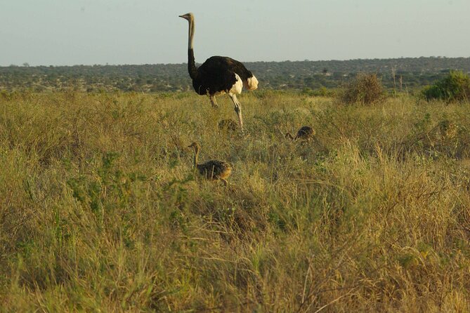 2 Nights 3 Days Masai Mara Safari Package - Traveler Reviews
