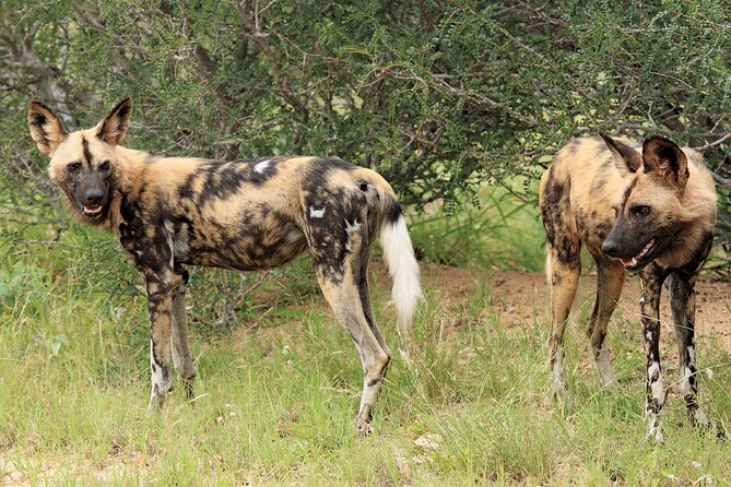 3 Day Kruger National Park Safari & Panorama Route - Booking Your Adventure