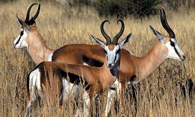 3 Day Luxury Aquila Private Game Reserve - Frequently Asked Questions