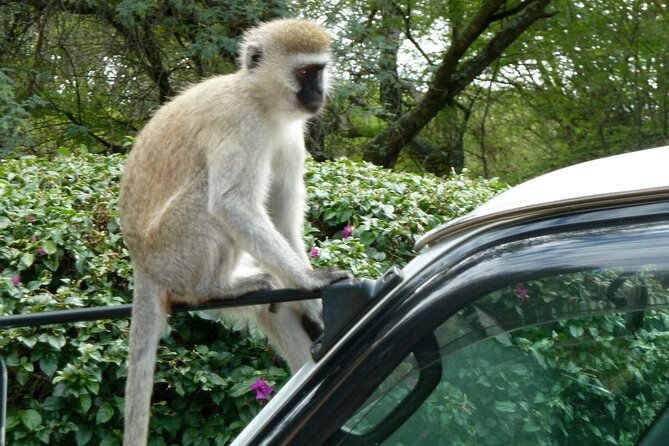 3 Day Maasai Mara Shared Safari - Traveler Requirements