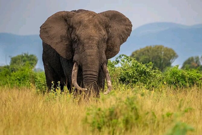 3 Day Murchison Falls BIG 5 and Wildlife Viewing Safari - Traveler Reviews and Recommendations