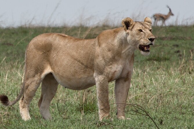 3 Day Private Serengeti Safari Tour With One Way Flight - Frequently Asked Questions